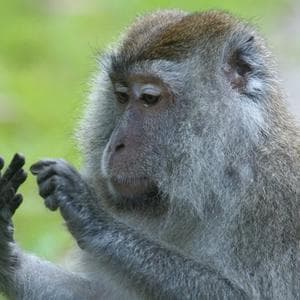 Go Inside 'Zootopia 2' with the Stars and Disney Animators