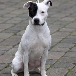 Emre Tezgel: Crewe Alexandra striker a role model at 20, says Kenny Lunt