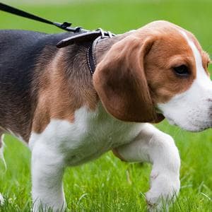 Ranbir Kapoor faces backlash for allegedly eating non-veg on Dining with the Kapoors after claiming he gave it up for Ramayana